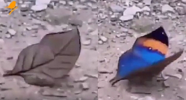 Bakan bir daha baktı: Kuru yaprak kelebek oldu!