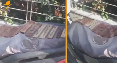 Sokak hayvanlarına nefret artıyor! Bu da çivili tuzak