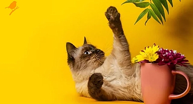 Kedisi ve köpeği olanların evinde asla bulunmaması gereken bitkiler!